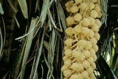 Male-flowers-of-Tagua-palm