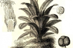 Plant-Illustration-of-Tagua-palm