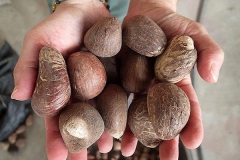 Seeds-of-Tagua-palm