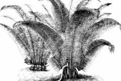 Sketch-of-Tagua-palm