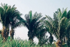 Tagua-palm-tree-growing-wild