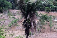 Tagua-palm-tree