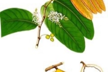 Plant-Illustration-of-Tahitian-chestnut