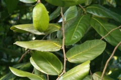 Immature-fruits-of-Tahitian-chestnut on the tree