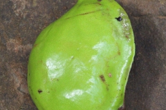 Immature-fruits-of-Tahitian-chestnut