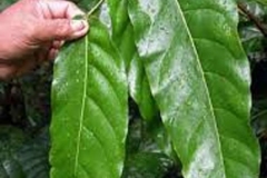 Leaves-of-Tahitian-chestnut