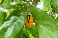 Mature-Tahitian-chestnut-fruit-on-the-tree