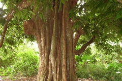 Mature-tree-of-Tahitian-chestnut