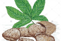 Sketch-of-Tahitian-chestnut