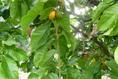 Tahitian-chestnut-fruits-on-the-tree
