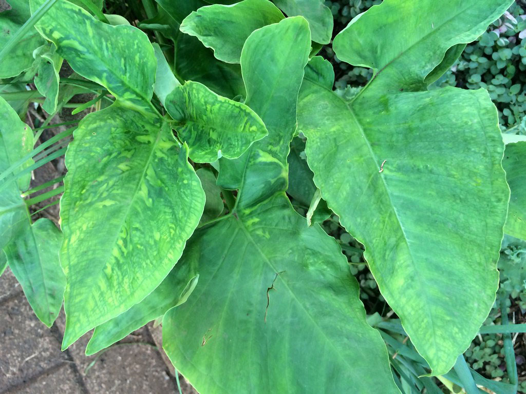 Leaves-of-Tahitian-Taro