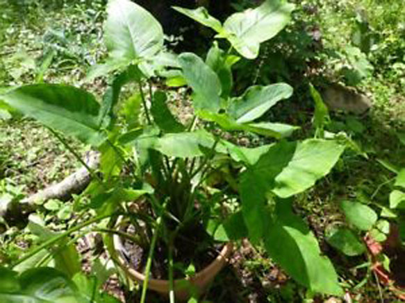 Tahitian-Taro-Plant
