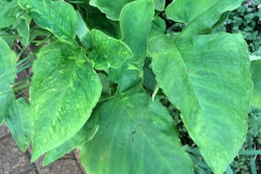 Leaves-of-Tahitian-Taro