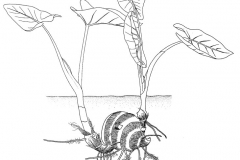 Sketch-of-Tahitian-Taro