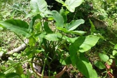 Tahitian-Taro-Plant