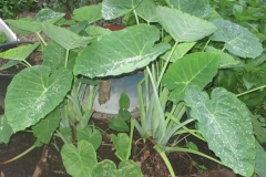 Tahitian-Taro-plant-growing-wild