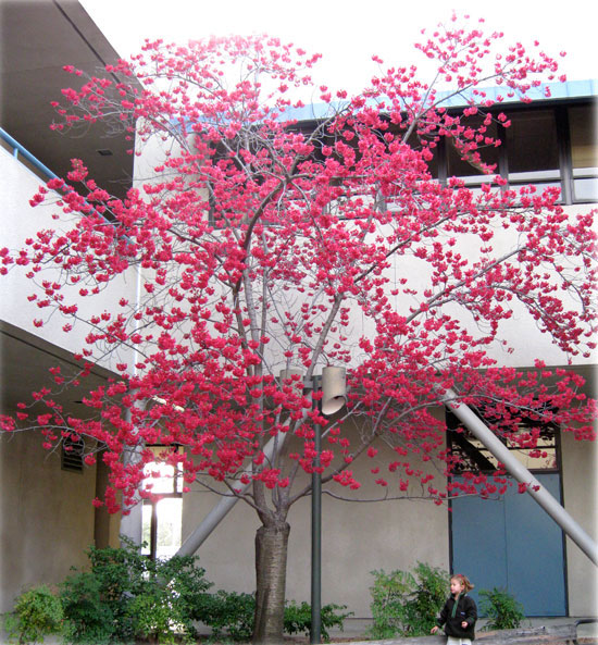 Flowering-Taiwan-Cherry-tree