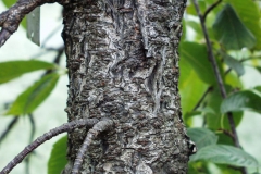 Bark-of-Taiwan-Cherry-tree