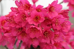Closer-view-of-Flowers-of-Taiwan-Cherry