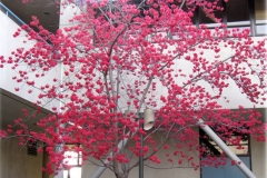 Flowering-Taiwan-Cherry-tree