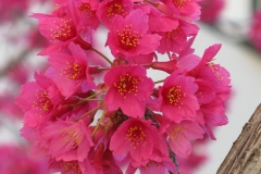Flowers-of-Taiwan-Cherry