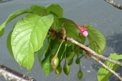 Immature-fruits-of-Taiwan-Cherry
