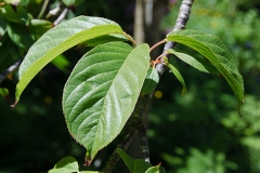 Leaves-of-Taiwan-Cherry-plant