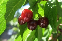 Mature-fruits-of-Taiwan-Cherry