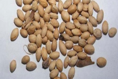Seeds-of-Taiwan-Cherry