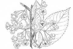 Sketch-of-Taiwan-Cherry