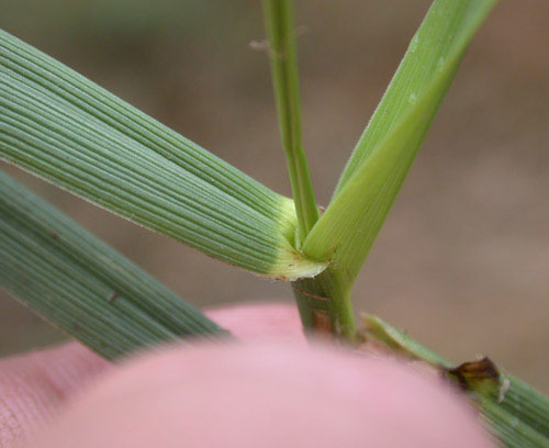 Leaves-of-Tall-fescue-plant