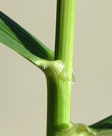 Stem-of-Tall-fescue