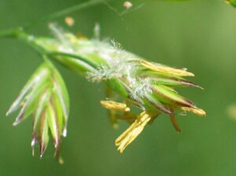 Tall-Fescue-florets-with-exerted-stigmas-and-anthers