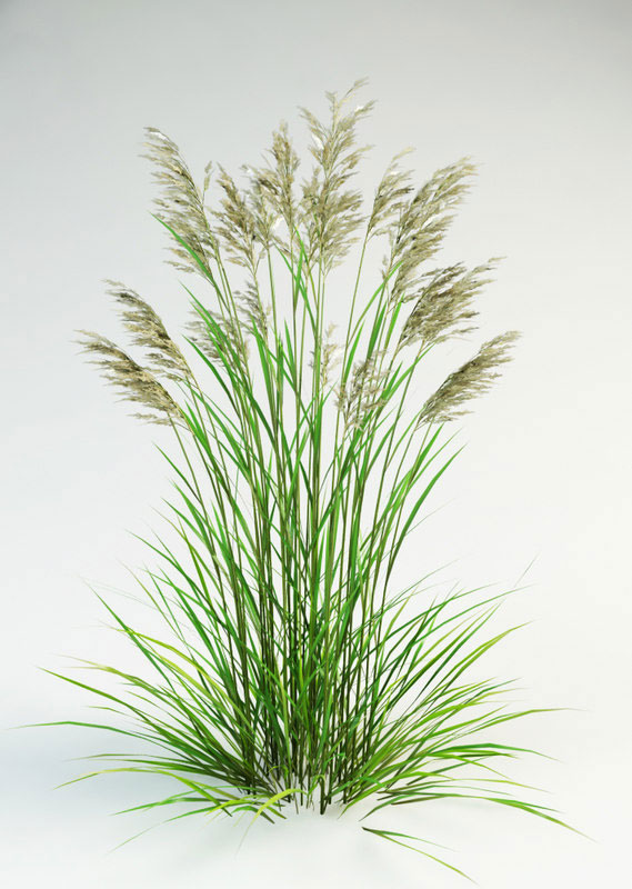 Tall-fescue-plant