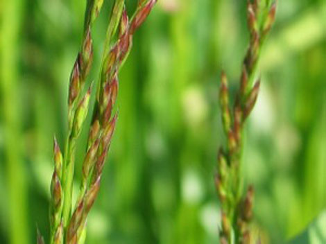 Young-spikelets-of-Tall-Fescue
