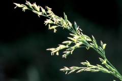 Flowerheads-of-Tall-fescue