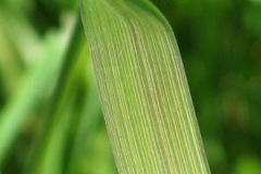 Leaf-blade-of-Tall-Fescue