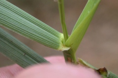 Leaves-of-Tall-fescue-plant