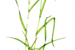 Plant-Illustration-of-Tall-Fescue