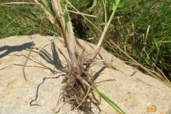 Root-of-Tall-fescue-plant