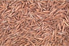 Seeds-of-Tall-fescue