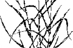 Sketch-of-Tall-fescue-plant