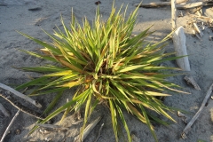 Small-Tall-fescue-plant