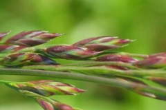 Spikelets-of-tall-fescue