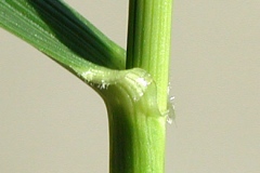 Stem-of-Tall-fescue