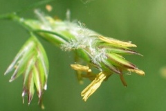 Tall-Fescue-florets-with-exerted-stigmas-and-anthers