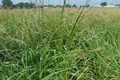 Tall-fescue-plant-growing-wild