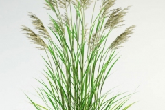 Tall-fescue-plant