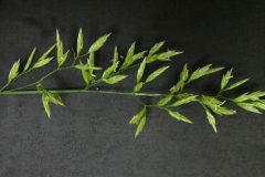 Tall-fescue-seedhead