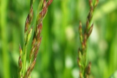 Young-spikelets-of-Tall-Fescue